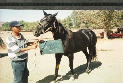 ���Ƕ�˸����� ����