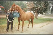 ������ (DEFEASANCE) ����