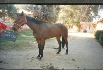 ����̼Ž� (NONACIOUS) ����