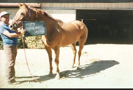 ��ϼ��� ����