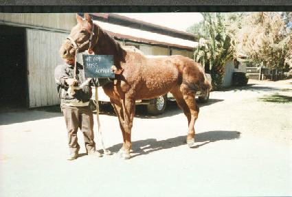 �̽��θǽ� ����