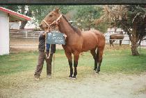 Ŭ�α����̾ (CLOGGING PIRATE) ����