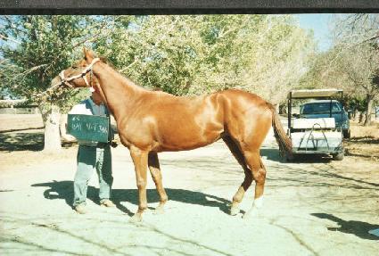 ���̳��� ����