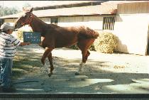 DUCHESSE NICOLE picture