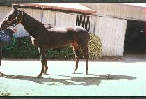 �ܽ�ī��Ʈ (JANSKITE) ����