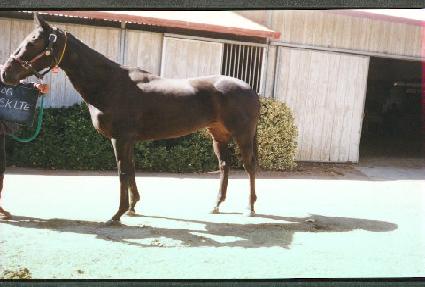 �ܽ�ī��Ʈ ����