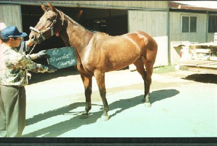 ��Į��Ŀ���� ����