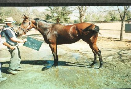 ������ ����