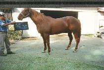 ž�� (TOP THIS) ����