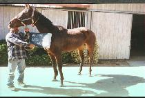 �����׻� (LIL CONTESSA) ����