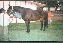 ���͹��װ� (JITTERBUG GAL) ����