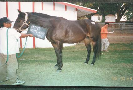 ���͹��װ� ����