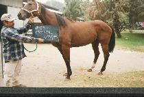 ũ����Ż��� (CRYSTAL HANGER) ����