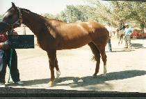 ���øƷ����� (GYPSY MCLEOD) ����