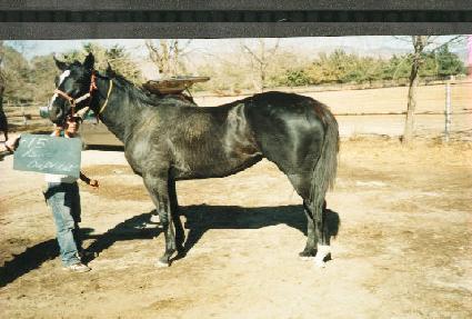 ���ϵ��ø�Ŷ ����