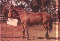 �ø������� (OLYMPIC FORTUNE) ����