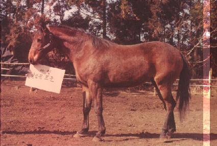 �ø������� ����