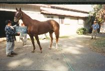 ���̸����ҷο� (IRISH HOLLOW) ����