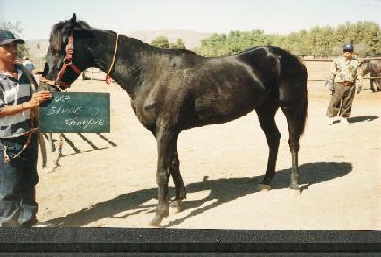 ��������� ����