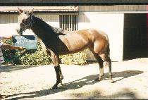 ���ɴ����� (SPINDERELLA) ����