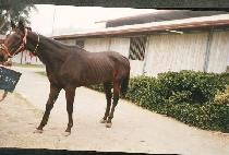 ���ͺ�ٸ� (SUAVE ALLIE) ����