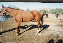 ����Ƽ����ġ (DISTINCTIVE TOUCH) ����