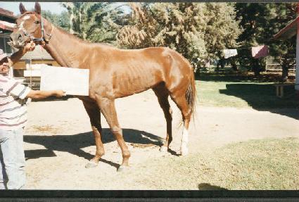 ������ñ ����