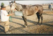 �����������̵� (SHE��S A DIZZY LADY) ����