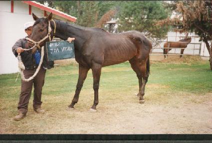 Ƽ�ƺ�� ����