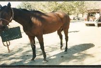 ���Ϸ�Ʈ����ȣũ (SILENT BLACKHAWK) ����