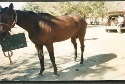 ���Ϸ�Ʈ����ȣũ ����