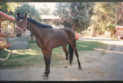 ������ ����