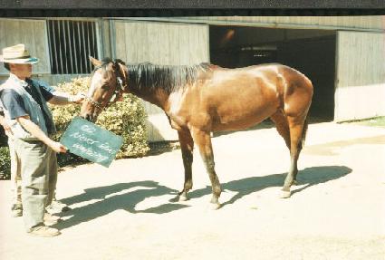 �׹����ģ ����