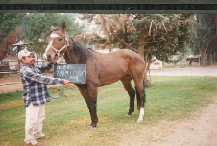 Ÿ�ĸ�Ʋ�ֽ� ����