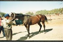 ī������Ű (KARAJINSKY) ����