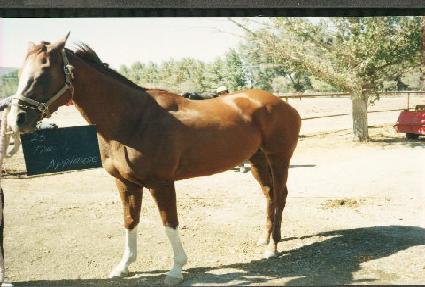 Ÿ�Ӹ����÷��� ����