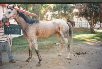 ī�� (CARRPET) ����