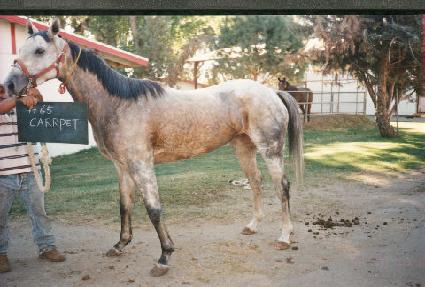 ī�� ����