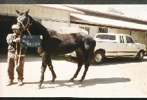 ������Ű�� (F B KISSUM) ����