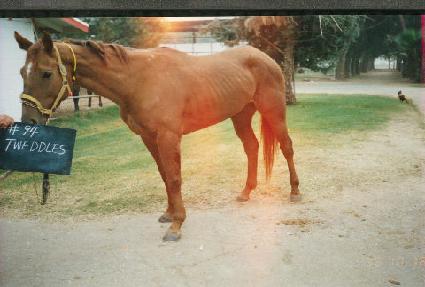 Ʈ���齺 ����