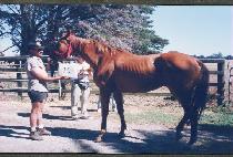 �ܵ����� (TANDOK PIHAENG) ����