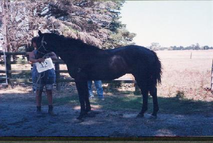 ��Ÿ���� ����