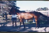 ���� (CHIN-GUK) ����