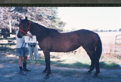 ��������� ����