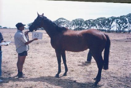 ��õ ����