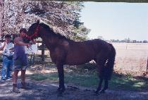 ��� (PAESEUNG) ����