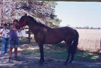 ��� ����