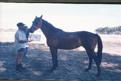 �Ŷ��� ����