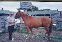 ������ (KAMSAP��AE) ����