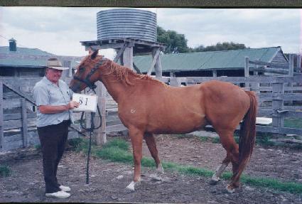 ������ ����